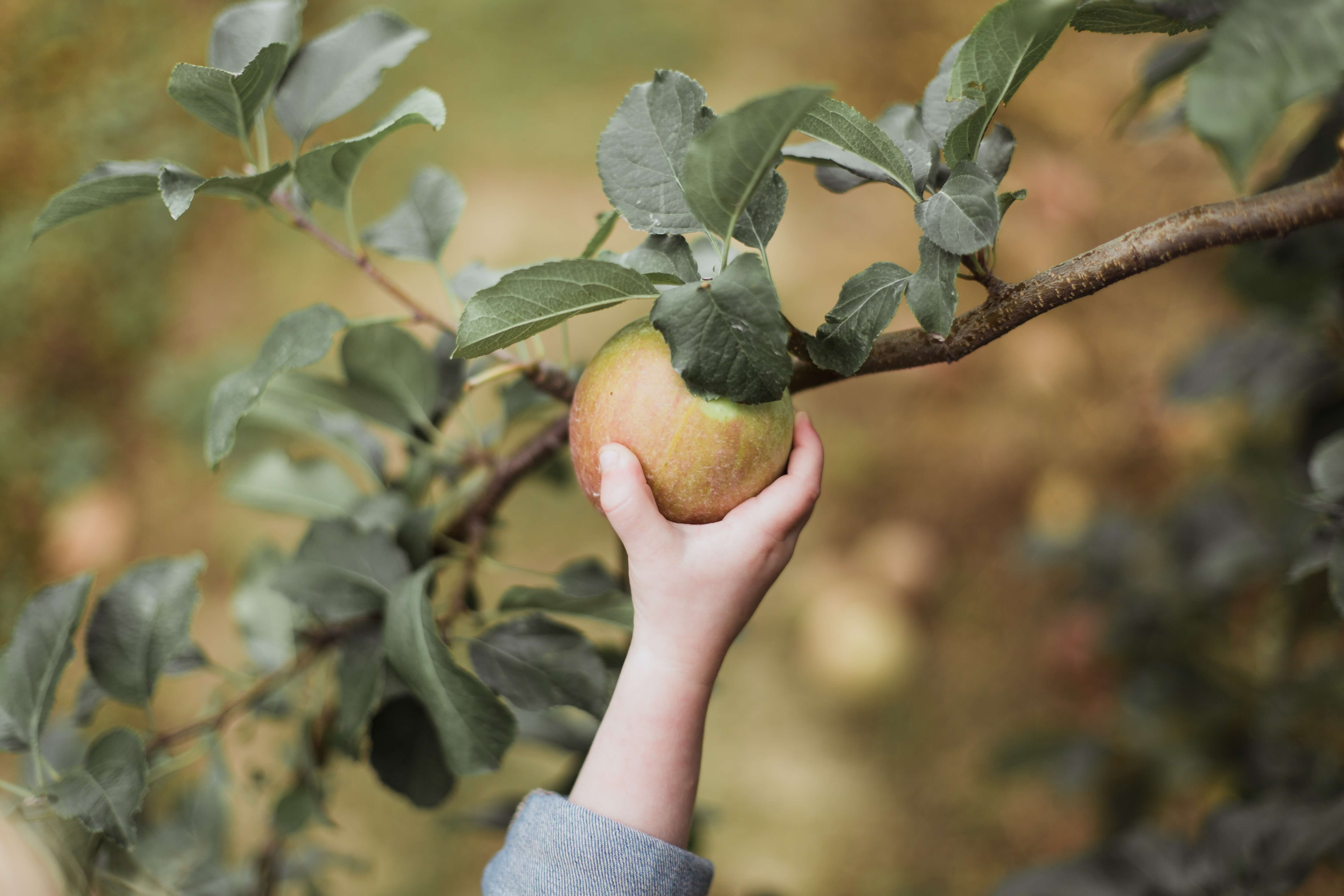 Barnhand håller i ett äpple som hänger från en gren