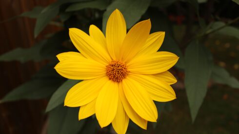 Gul blomma